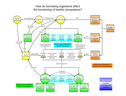 Bioturbation and effects on sediment biogeochemistry