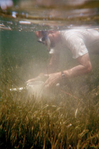 Seagrass