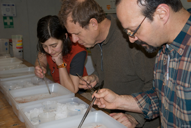 Zooplankton sorters, hard at work. (photo by Debbie Nail Meyer)