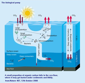 Image of cartoon showing process of biological pump with Carbon dioxide entering ocean from atmosphere and being processed either back out to atmosphere or down into depths via planktonic and bacterial processes.