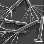 Some Antarctic diatoms (Adrian Cefarelli - Deep-Sea Research II, in press)