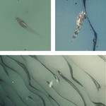 Images of fish captured by ROV cameras.