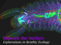 Benthic Ecology Webinar Series banner