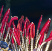 Tube worms